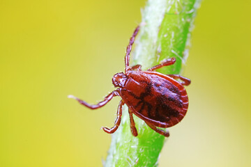 Ticks live on wild plants in the North China Plain