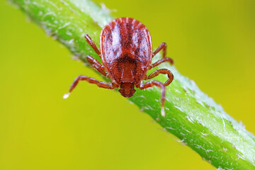 Ticks live on wild plants in the North China Plain