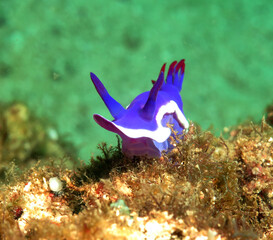 A Hypselodoris Bullocki nudibranch Boracay Philippines