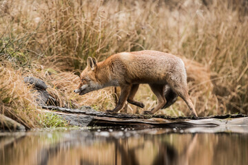 Naklejka na ściany i meble Red fox at the small pond