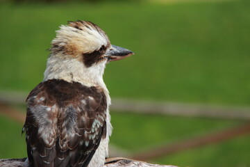 Fototapeta premium Martin chasseur