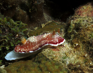 Fototapeta na wymiar A Goniobranchus reticulatus nudibranch crawling on corals Boracay Philippines