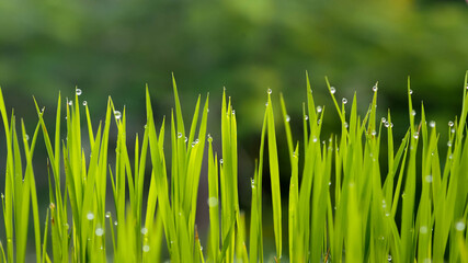 Closeup Shot of Morning Dew on Rice Sapling Leaves for Background, Backdrop, or Wallpaper.  Selective Focus and Blurred Foreground and Background.