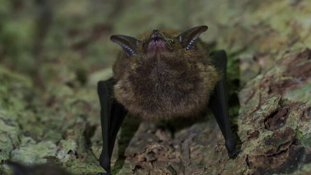 Greater Sac-winged Bat - Saccopteryx bilineata, family Emballonuridae, native to Central and South America, roosting on the tree trunk in rainforest, insectivores and use echolocation calls, dark. 