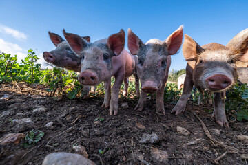 farm Sa Teulera, Manacor, Mallorca, Balearic Islands, Spain