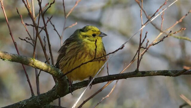 Yellowhammer - Emberiza citrinella  passerine bird in the bunting family that is native to Eurasia and has been introduced to New Zealand and Australia, perching and singing in spring forest.