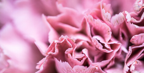 Abstract floral background, pink carnation flower petals. Macro flowers backdrop for holiday brand design