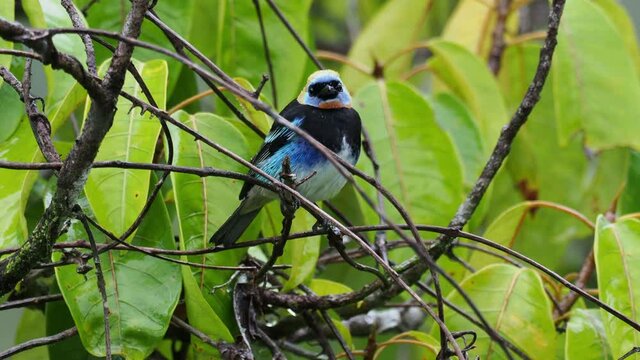 Golden-hooded Tanager - Tangara larvata medium-sized passerine bird. This tanager is a resident breeder from southern Mexico south to western Ecuador. Blue and yellow bird sitting in the green bush.