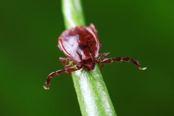 Ticks live on wild plants in the North China Plain