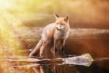 Red fox at the small pond. Red fox standing on a log, bathed in the morning sun.