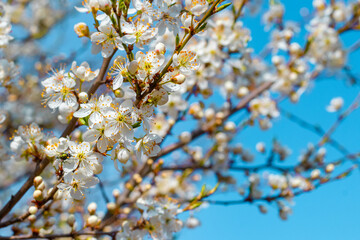 Obraz premium Spring background, flowering trees. Plum flowers on a tree in sunny weather