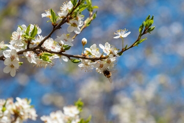 Flowering trees in spring, bee on a tree flower