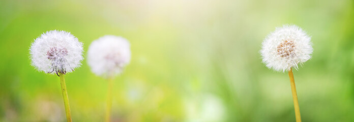Spring background with white dandelions on a gentle light green background, panorama - obrazy, fototapety, plakaty