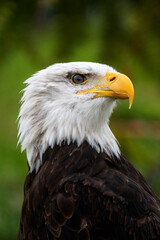 Aguila en cautividad