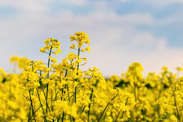 Yellow rapeseed flowers on a background of sky on a sunny day
