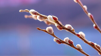 Easter background with flowering willow branches on a blue and purple background