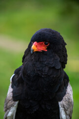 Aguila en cautividad