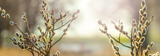 Spring view with flowering willow branches by the river in gentle spring tones, panorama