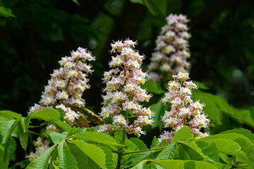 Chestnut blossoms, chestnut flowers on a tree in sunny weather