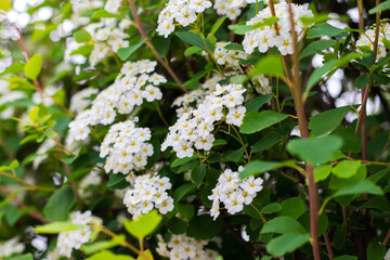 Spring background with abundant white flowers on the tree