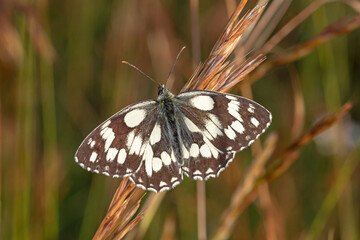 Melanargia galathea, Schachbrett, DE, RLP, Gönnersdorf, Eifel 2020/07/03 07:21:22