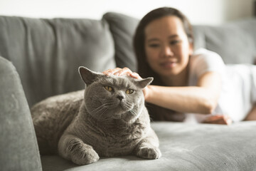 An Asian woman lying on a grey sofa stretching her arm to stroke a British Short Hair cat in a...