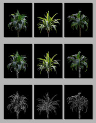 Vector set of green and wireframe dracaena isolated on black background. Bright sunny summer detailed and accurate palm tree design in triangular low poly style. Floral design element.