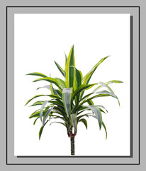 Vector green dracaena isolated on white background. Bright sunny summer detailed and accurate palm tree design in triangular low poly style. Floral design element.