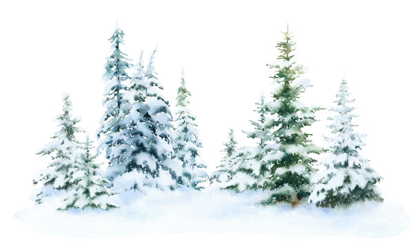 Winter spruce forest with the snow-covered spruces hand drawn in watercolor isolated on a white background. Watercolor winter illustration. Winter landscape. © Tatiana