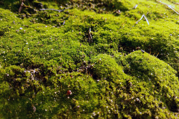 View of the green young moss in the forest.
