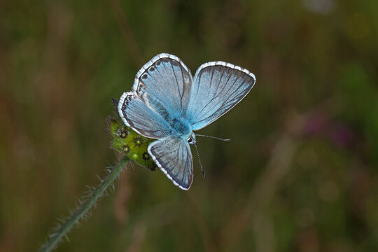 Silbergr&uuml;ner Bl&auml;uling, Lysandra coridon, DE, RLP, G&ouml;nnersdorf, Eifel 2020/07/03 08:17:59