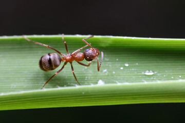 Ants on wild plants, North China