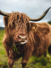 vache highland écossaise
