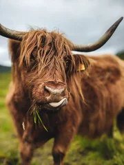 Crédence de cuisine en verre imprimé Highlander écossais vache highland écossaise