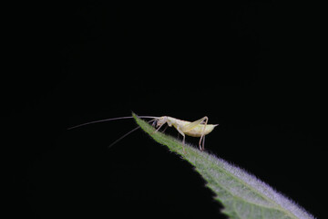 Tree crickets on wild plants, North China