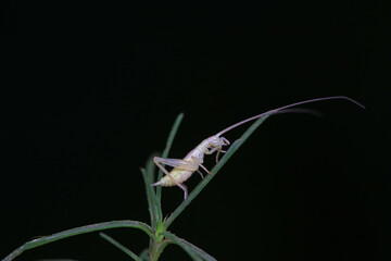 Tree crickets on wild plants, North China