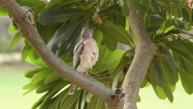 Full shot of Shikra or Accipiter badius or little banded goshawk in action with beak open and eye contact perched on tree in natural green background at ranthambore national park rajasthan india