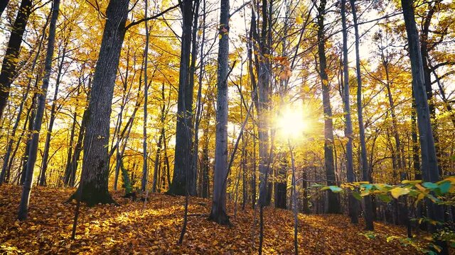 Walking through the magnificent autumn forest with yellow and orange trees. Sun rays shines through   foliage.