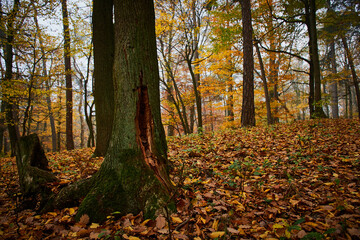 Amazing quiet Carpathian forest in foggy weather, Slovakia, Europe