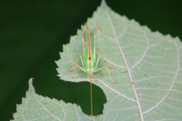 Katydids on wild plants, North China