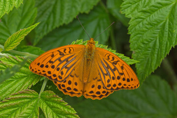Kaisermantel, Argynnis paphia, DE, NRW, Lampertstal, Eifel 2020/07/03 13:11:36