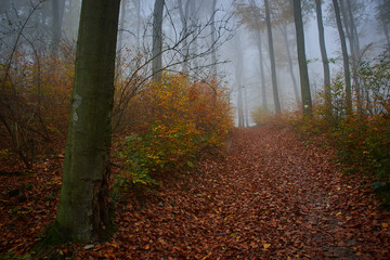 Obraz premium Amazing quiet Carpathian forest in foggy weather, Slovakia, Europe