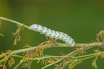 Kamillen-Mönch, Cucullia chamomillae, DE, NRW, Haan Rheinland 2020/07/08 16:00:08