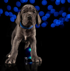 Fototapeta na wymiar Blue Christmas lights behind a purebred Great Dane puppy with an ornament between its legs