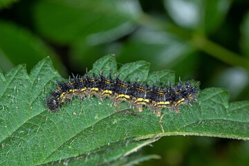 Aglais urticae, Kleiner Fuchs, Raupe , DE, NRW, Schwelm 2020/07/12 18:11:12