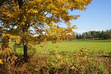 牧草地　黄色く紅葉した木　北海道帯広市