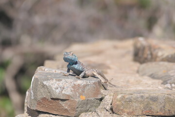 Die Felsenagama (Agama atra) ist weitverbreitet im südlichen Afrika. Hier auf der Halbinsel Robberg bei Plettenberg Bay , Robberg Nature Reserve, Südafrika.