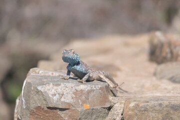 Die Felsenagama (Agama atra) ist weitverbreitet im südlichen Afrika. Hier auf der Halbinsel Robberg bei Plettenberg Bay , Robberg Nature Reserve, Südafrika.
