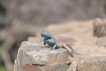 Die Felsenagama (Agama atra) ist weitverbreitet im südlichen Afrika. Hier auf der Halbinsel Robberg bei Plettenberg Bay , Robberg Nature Reserve, Südafrika.