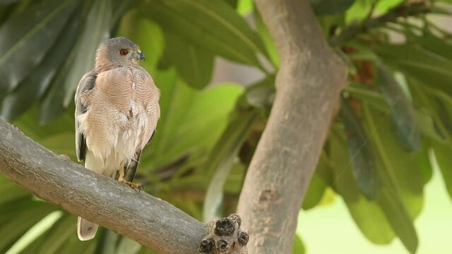close up shot of Shikra or Accipiter badius or little banded goshawk in action with beak open and eye contact perched on tree in natural green background at ranthambore national park rajasthan india